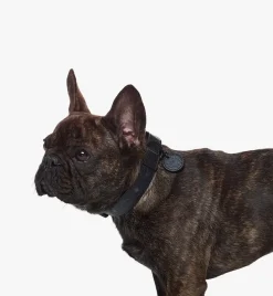 Pet Collar In Visetos