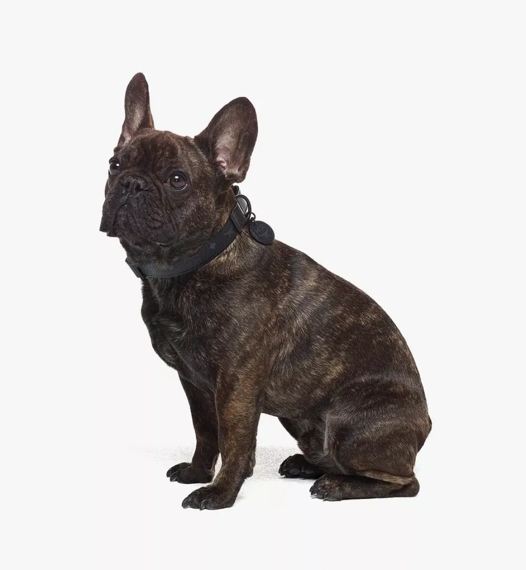 Pet Collar In Visetos