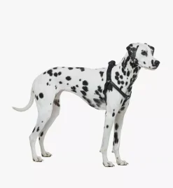 Pet Harness In Visetos